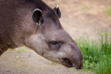 Güney Amerika tapir portresi