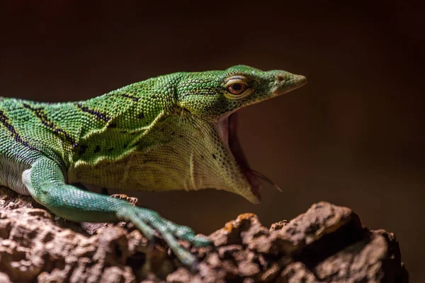 Smaragd Monitor Porträt Der Natur — Stockfoto