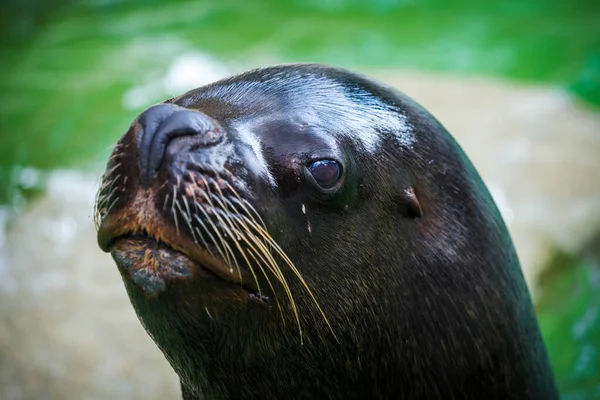 Sjölejon Porträtt Zoopark — Stockfoto