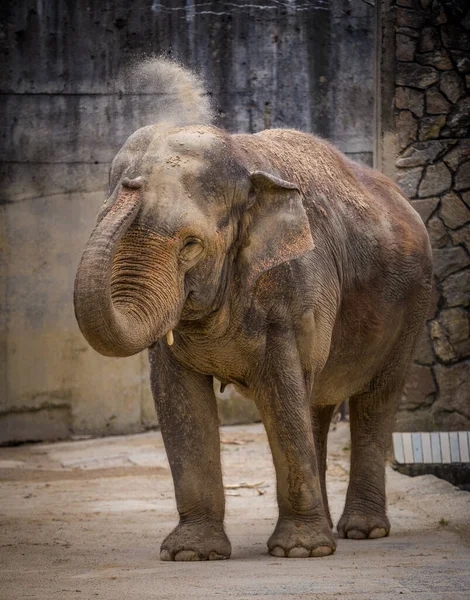 Hint fili kendine kum atıyor.