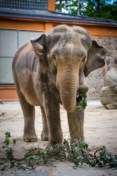 Hint fili ağaç dalları yer.