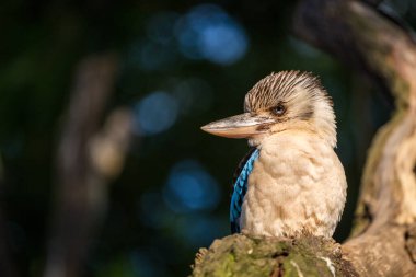 Mavi kanatlı balıkçı bir dalda