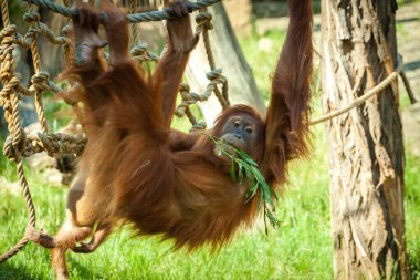 Orangutan anne hayvanat bahçesinde