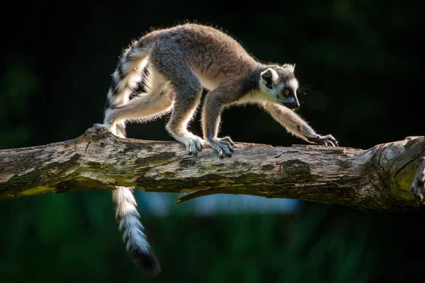 Lemur Białogłowy Gałęzi — Zdjęcie stockowe