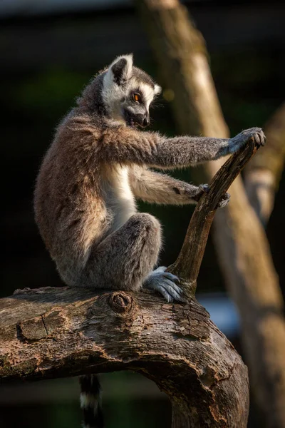 Lémurien Queue Cerclée Sur Une Branche — Photo