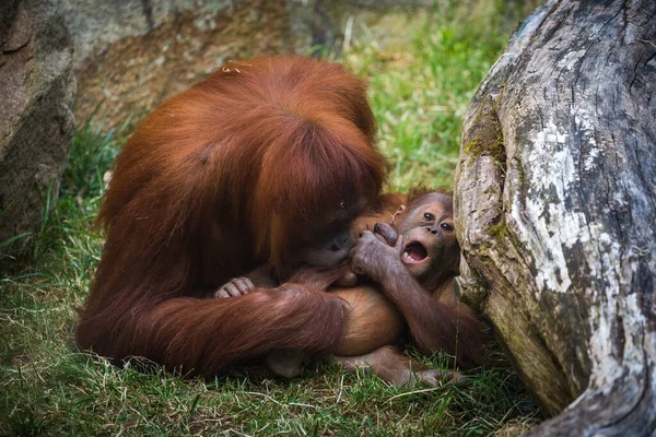 Ung Borneansk Orangutang Spelar — Stockfoto