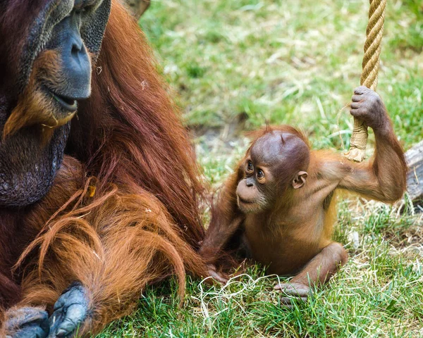 Young Bornean Orangutan Playing — Stockfoto