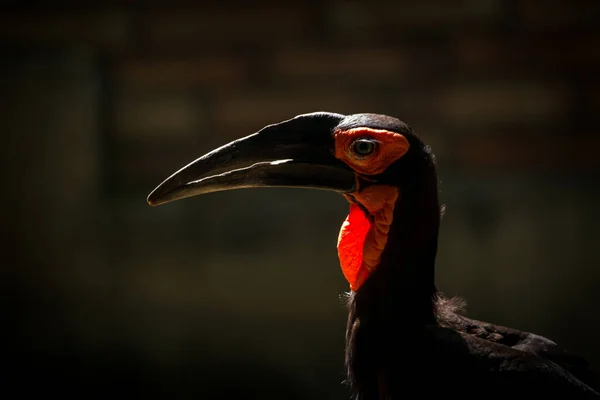 Kaffee Hornvogel Portrait Der Natur Foto — Stockfoto