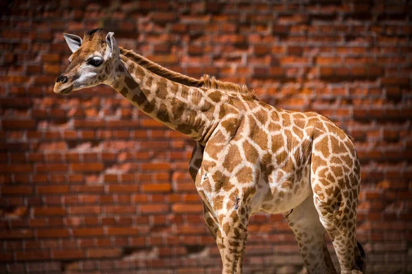 動物園の赤ちゃんキリン — ストック写真