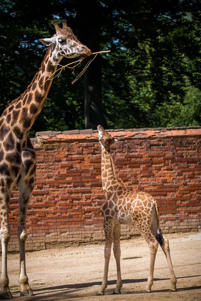 动物园公园里的长颈鹿宝宝 — 图库照片