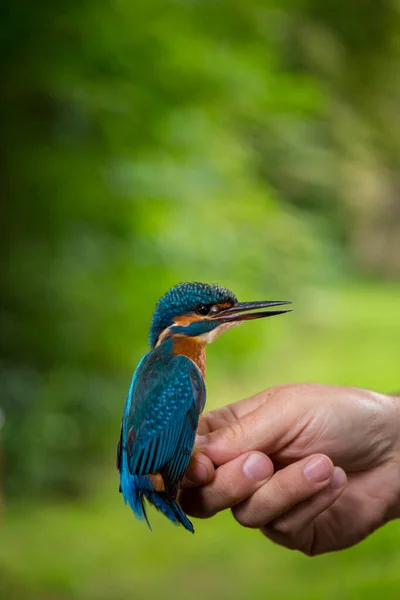 Captura Kingfisher Para Tocar — Fotografia de Stock