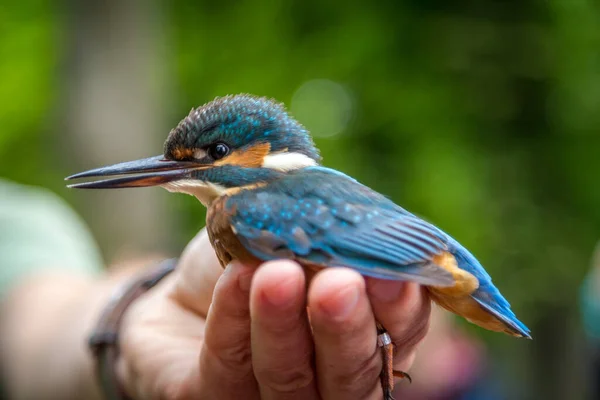 Capture Kingfisher Ringing — 스톡 사진