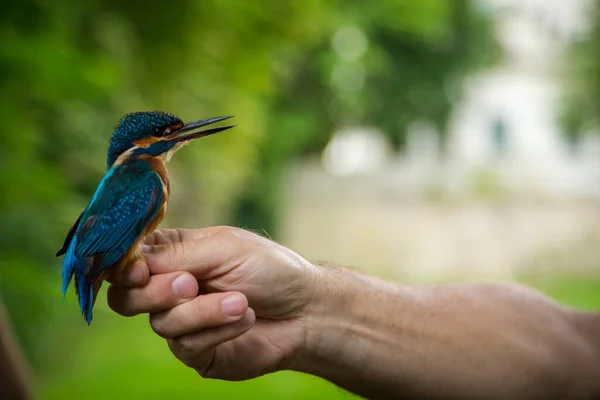Capture Kingfisher Ringing — Fotografia de Stock