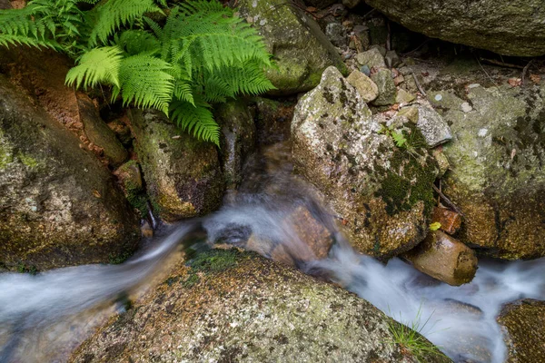Wasserfälle Mit Farnen Sommer — Stockfoto
