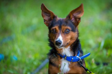 Fare Terrier 'in doğadaki portresi.