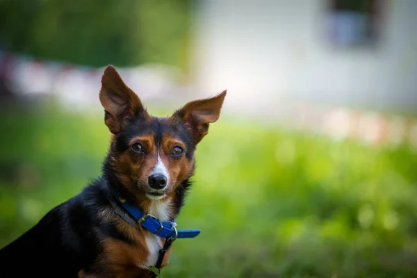 Ratte Terrier Porträt Der Natur — Stockfoto