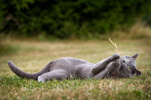 Portrait Russian Cat Grass – stockfoto