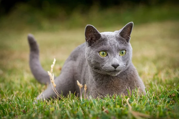 portrait of a Russian cat in the grass