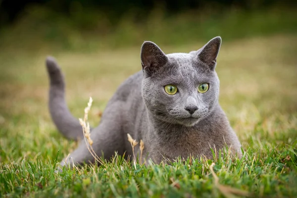 Portrait Russian Cat Grass — Zdjęcie stockowe