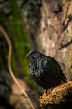 Nicobar pigeon on a rock in nature