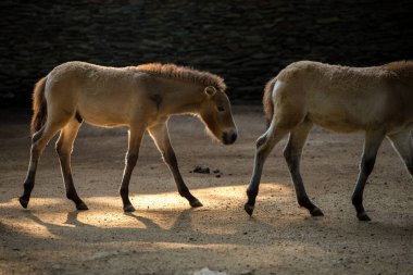 Mongolian horse walking on the plain