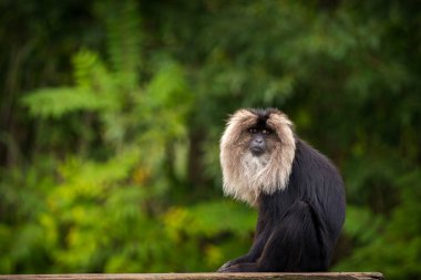 Macaca Silenus Maymunu Doğa Parkında
