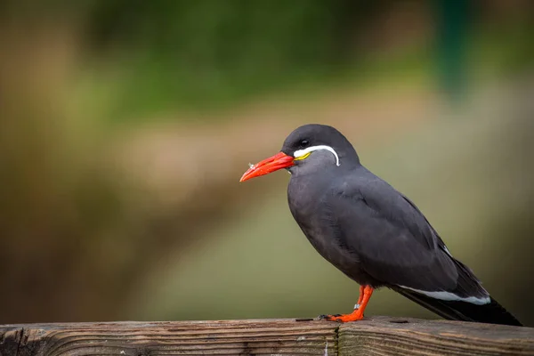 Larosterna Inca Fågel Naturparken — Stockfoto