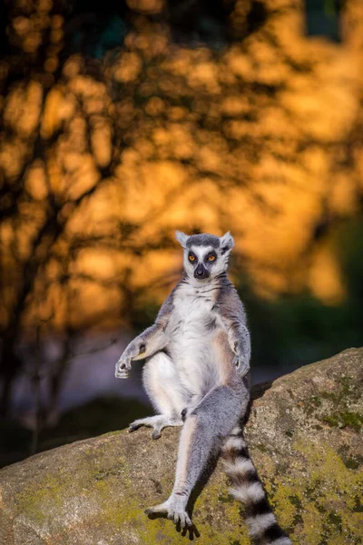 Lémurien Catta Dans Parc Naturel — Photo