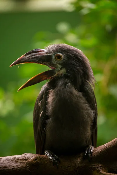 Hornbill Palawan Parque Natural — Fotografia de Stock