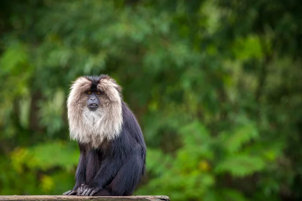 Macaca Silenus Małpa Parku Przyrody — Zdjęcie stockowe