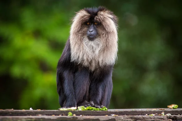 Macaca Silenus Monkey Nature Park — Stock Photo, Image