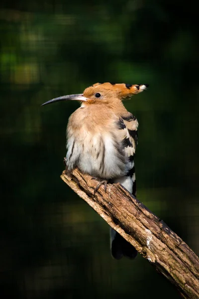 Hupoe Kuşu Doğada — Stok fotoğraf