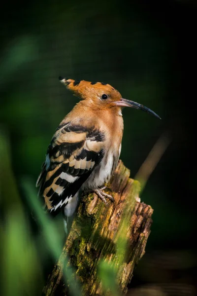Hoopoe Pták Přírodě — Stock fotografie