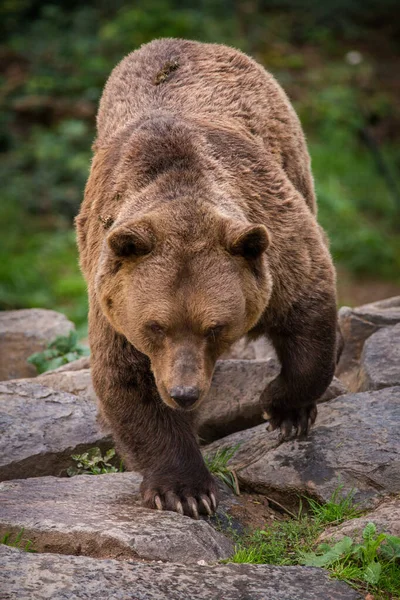 Портрет Медведя Природе — стоковое фото