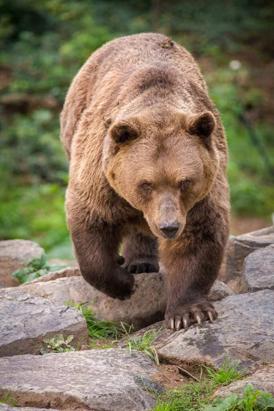 在自然的棕色的熊肖像 — 图库照片