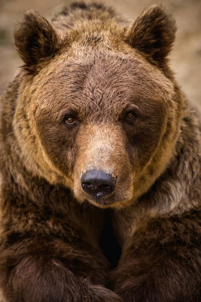 Orso Bruno Ritratto Natura — Foto Stock