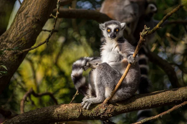 Lemur Catta Parku Przyrody — Zdjęcie stockowe