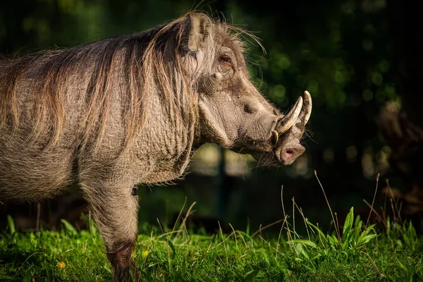 Savanna Pig Nature Park — Stock Photo, Image