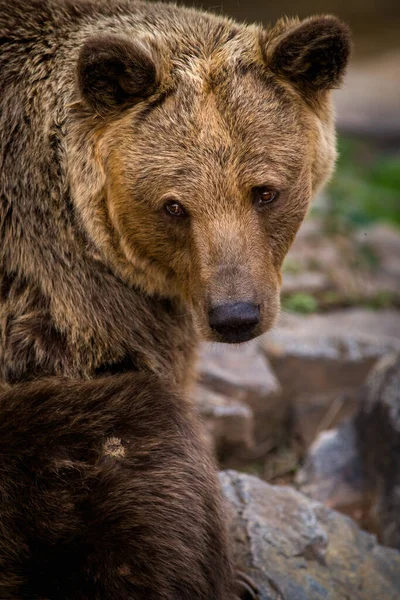 Портрет Медведя Природе — стоковое фото