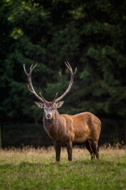Rut ve doğa kırmızı geyik