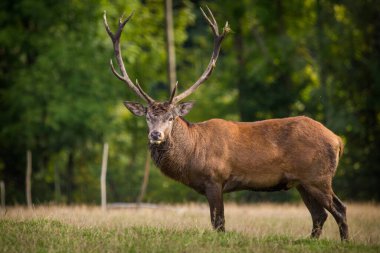 Rut ve doğa kırmızı geyik
