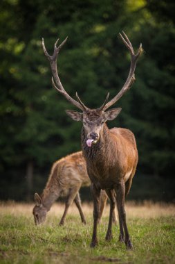 Rut ve doğa kırmızı geyik