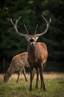 Rut ve doğa kırmızı geyik