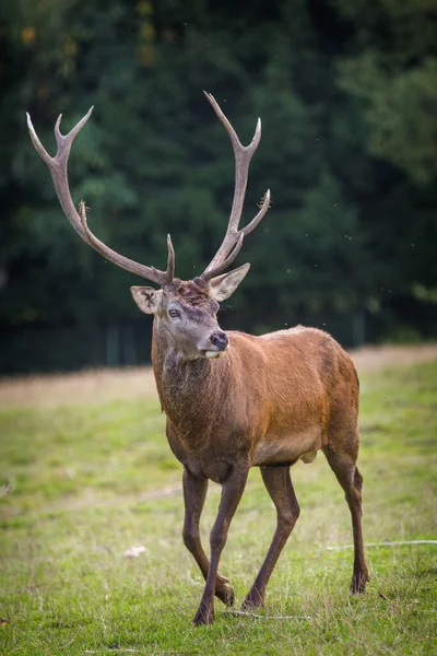 Red Deer Rut Nature — Stock Photo, Image