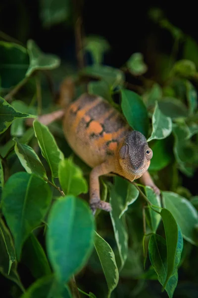 Chameleon Pardalis Female Nature — Stock Photo, Image