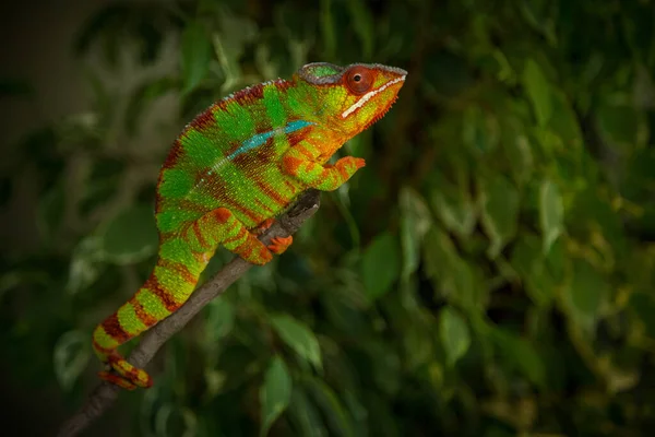 Samec Chameleon Pardalis Přírodě — Stock fotografie