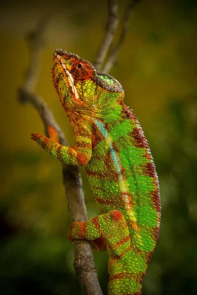 Mężczyzna Kameleon Pardalis Naturze — Zdjęcie stockowe