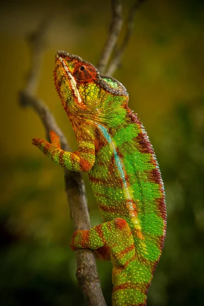 Camaleão Macho Pardalis Natureza — Fotografia de Stock