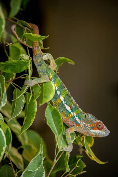 Mannlig Kameleon Pardalis Natur – stockfoto