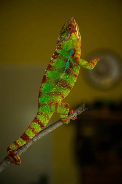 Mannelijke Kameleon Pardalis Natuur — Stockfoto